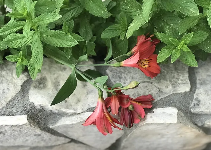 イヴァンチサ アパート